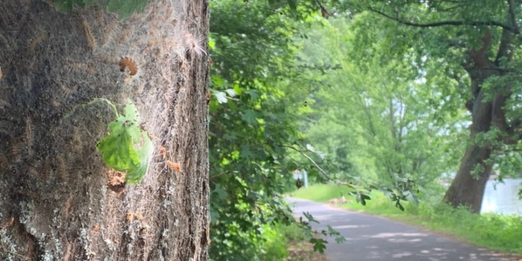 Gefährliche Raupen: Stadt Eltville lässt Gespinste am Leinpfad entfernen