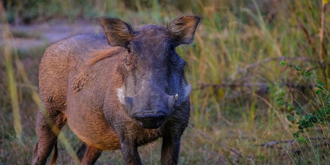 Landkreis Rheingau Taunus seit zehn Monaten ohne neue Nachweise der Afrikanischen Schweinepest Landkreis Rheingau Taunus seit zehn Monaten ohne neue Nachweise der Afrikanischen Schweinepest