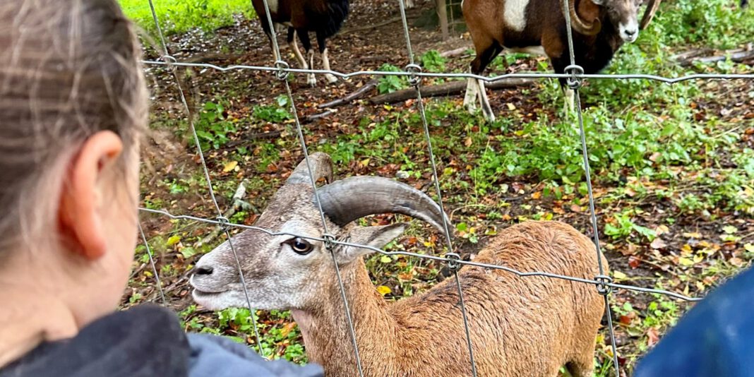 Osterferienaktion im Wildpark Alte Fasanerie bietet 26 Plätze für Kinder von acht bis zehn Jahren