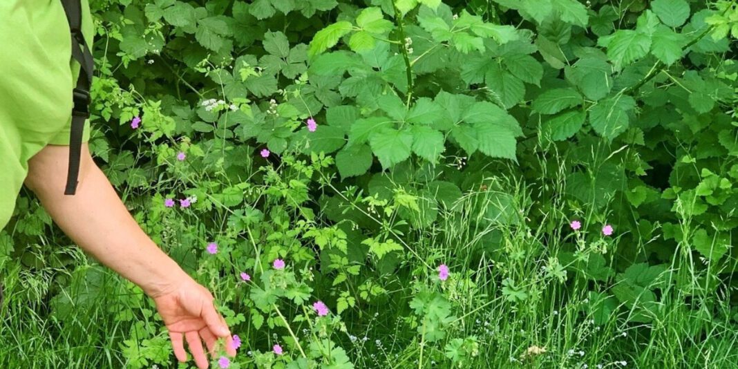 Osterferienprogramm in Hanau mit Wildkräutertour und Ostereierfärben in Naturfarben