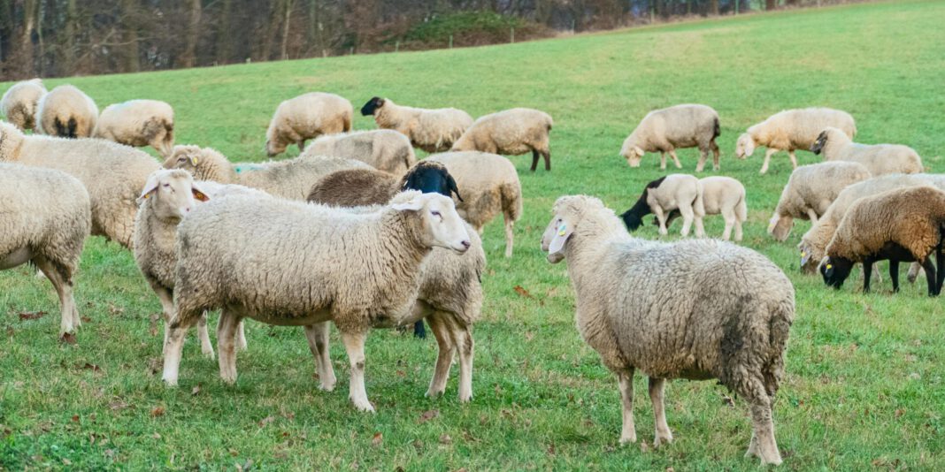 Schafe auch im Winter auf der Weide: Maintaler Stadtschäfer setzt auf ganzjährige Beweidung
