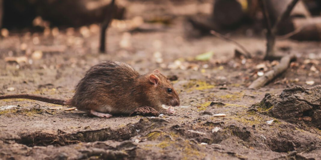 Stadt beginnt mehrstufige Maßnahmen gegen Ratten in Kanälen