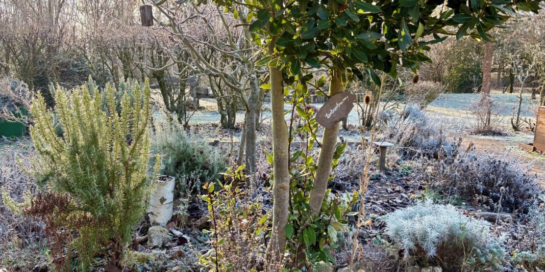 Workshop in Hanau zur Hausapotheke mit Heilpflanzen